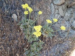Eriogonum compositum