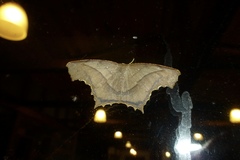 Eutomopepla rogenhoferi