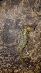 Limacus