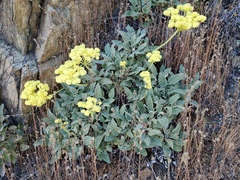 Eriogonum compositum