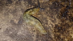Limacus