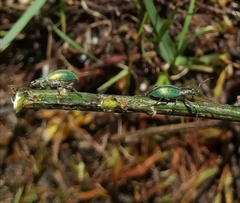 Polydrusus smaragdulus