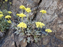 Eriogonum compositum