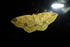 Periclina