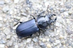Platycerus oregonensis