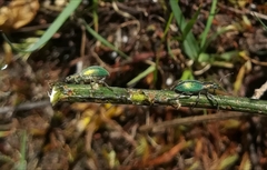 Polydrusus smaragdulus