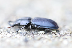 Platycerus oregonensis