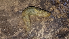 Limacus