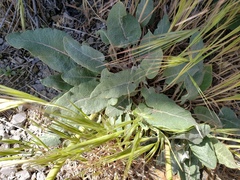 Eriogonum compositum