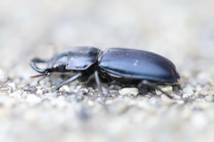 Platycerus oregonensis