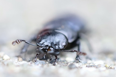 Platycerus oregonensis