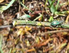 Polydrusus smaragdulus