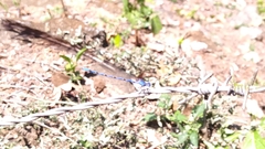 Odonata