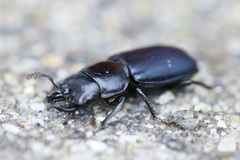 Platycerus oregonensis