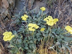 Eriogonum compositum