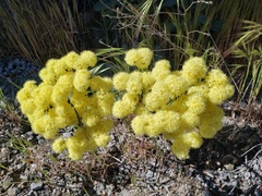 Eriogonum compositum
