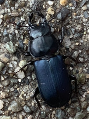 Platycerus oregonensis