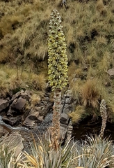Puya weberbaueri