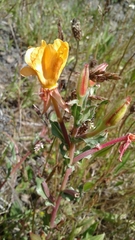 Oenothera magellanica