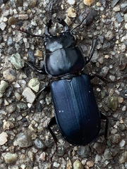 Platycerus oregonensis