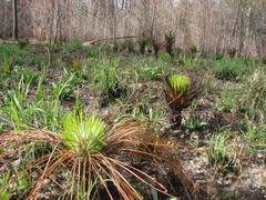 Falcaria vulgaris