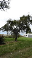 Salix babylonica tortuosa