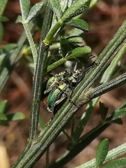 Polydrusus smaragdulus
