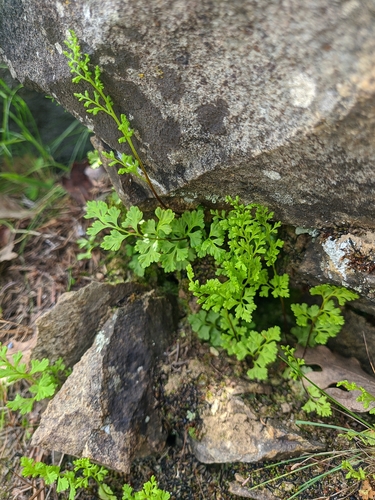 Jersey fern