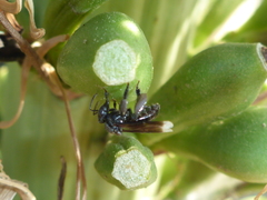 Frieseomelitta nigra