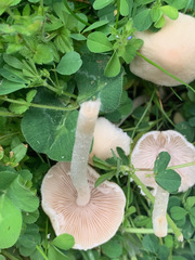 Agaricales