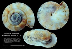 Image of Allodiscus undulatus