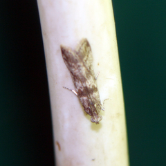Ancylosis oblitella