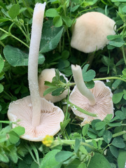 Agaricales