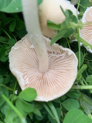 Agaricales