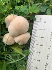 Agaricales