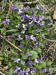 Viola odorata