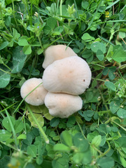 Agaricales