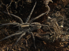 Schizocosa malitiosa