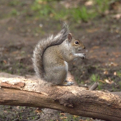 Sciurus carolinensis