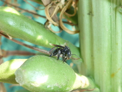 Frieseomelitta nigra