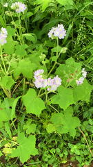 Hydrophyllum appendiculatum