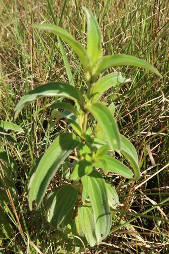 Rosettea princeps, photograph 3