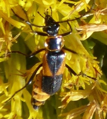 Chauliognathus deceptus