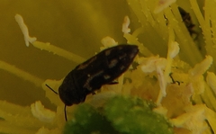 Acmaeodera neglecta neoneglecta
