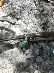 Polydrusus smaragdulus