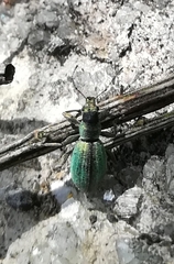 Polydrusus smaragdulus