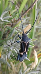 Calydon submetallicum