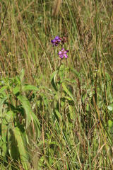 Dissotis princeps