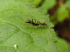 Neoponera aenescens