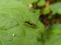 Neoponera aenescens